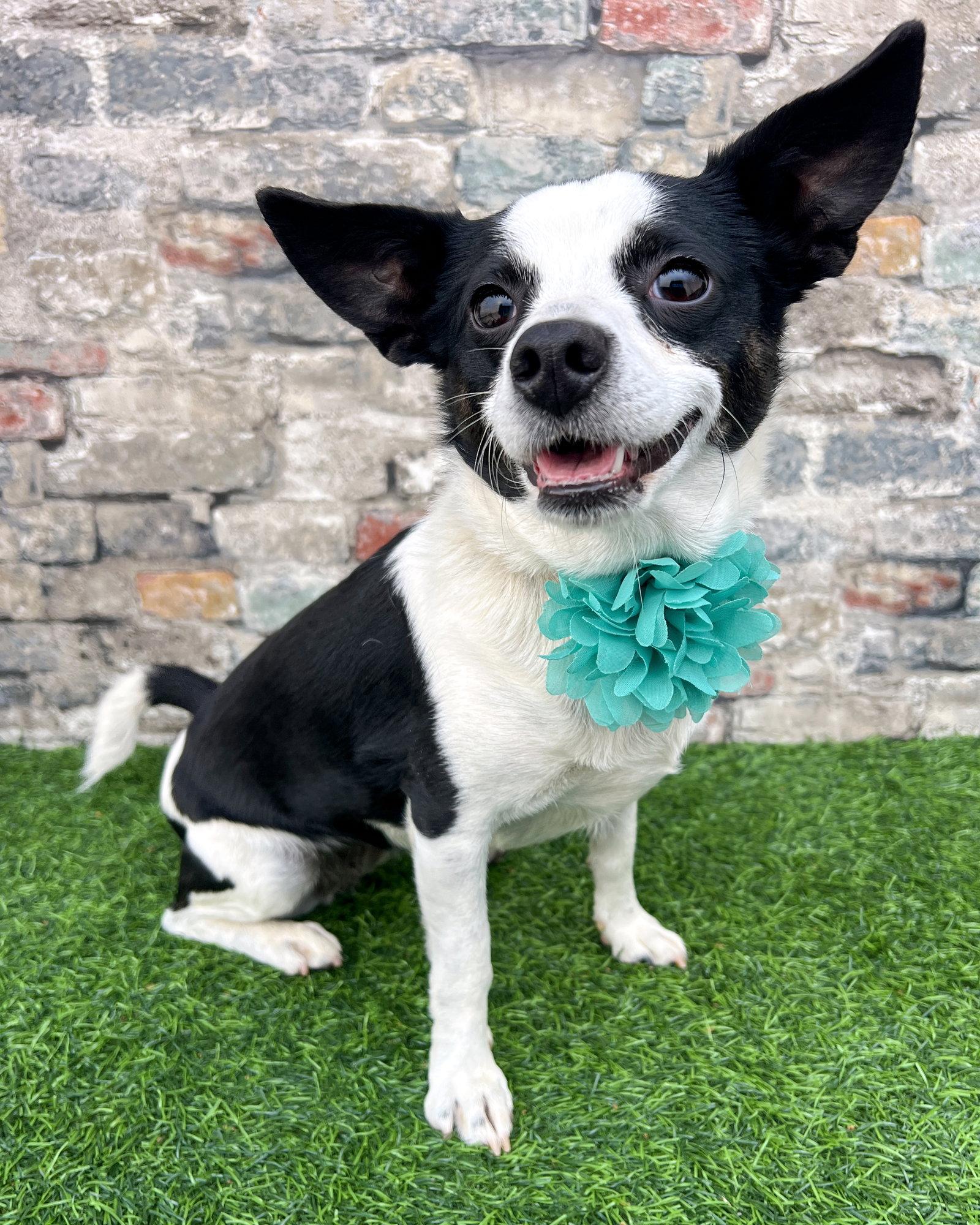 Enlarge Evie, a Adoptable Rat Terrier in Corona, CA image 2/3