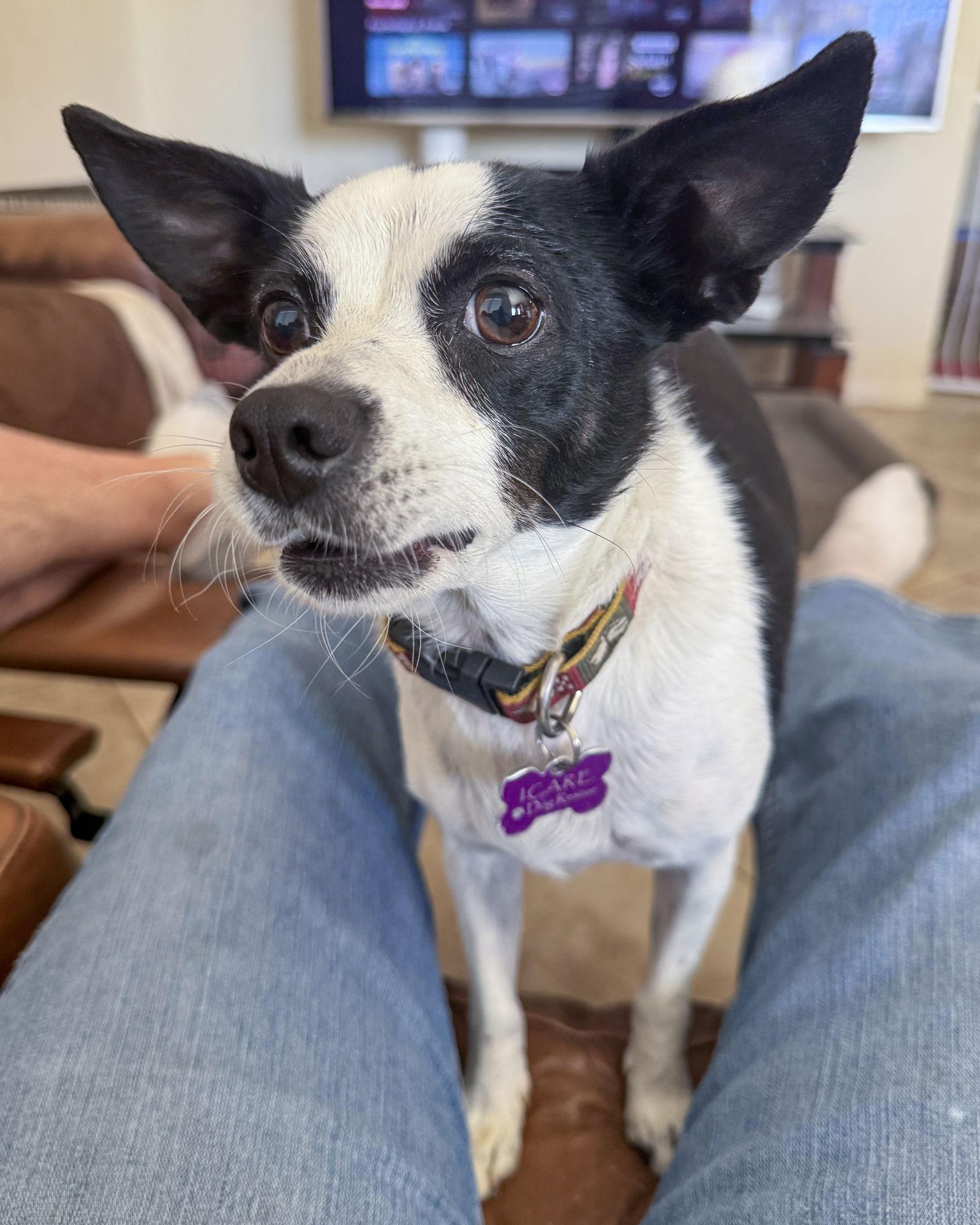 Evie, a Adoptable Rat Terrier in Corona, CA image 1/3