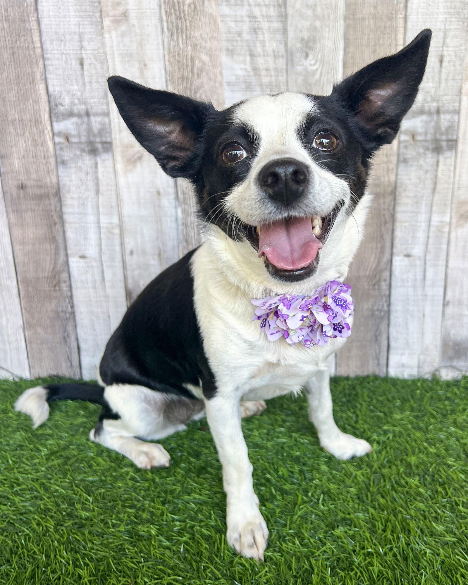 Evie, a Adoptable Rat Terrier in Corona, CA image 2/3