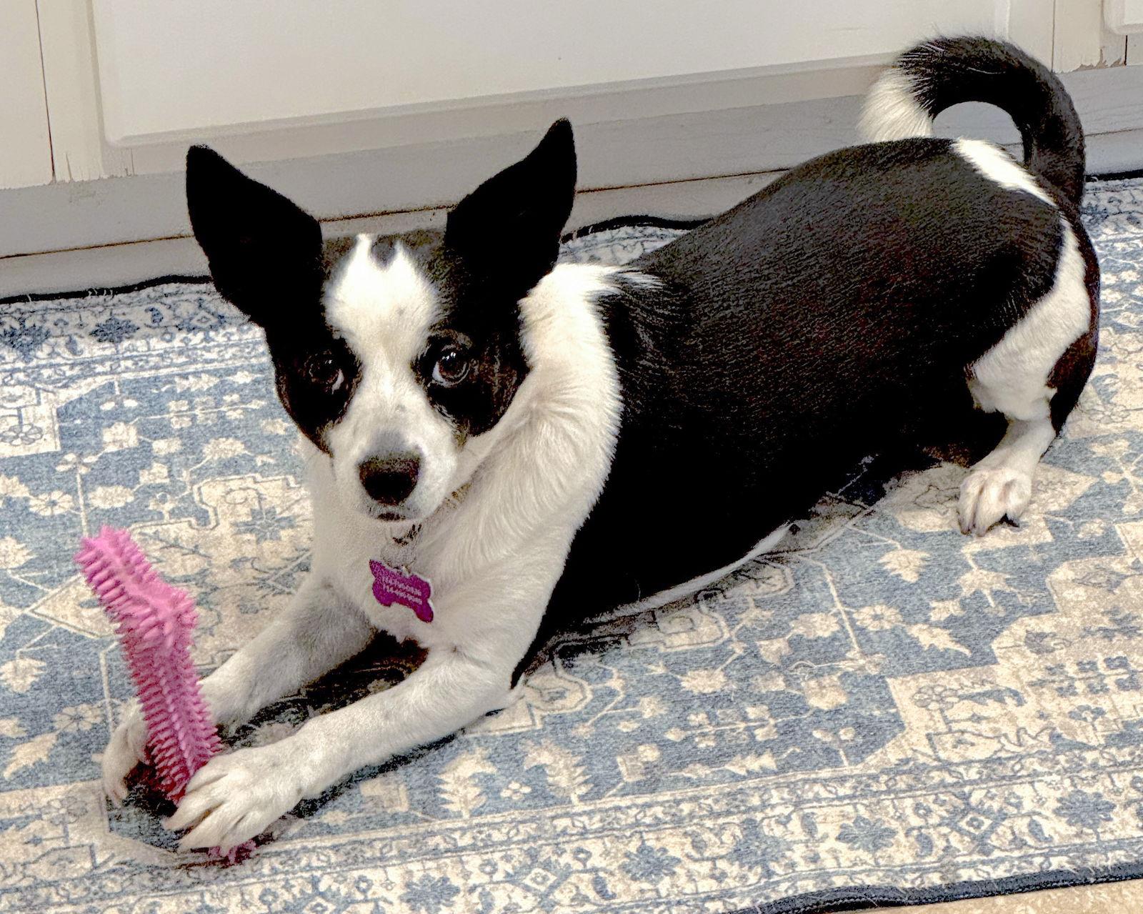Enlarge Evie, a Adoptable Rat Terrier in Corona, CA image 3/3