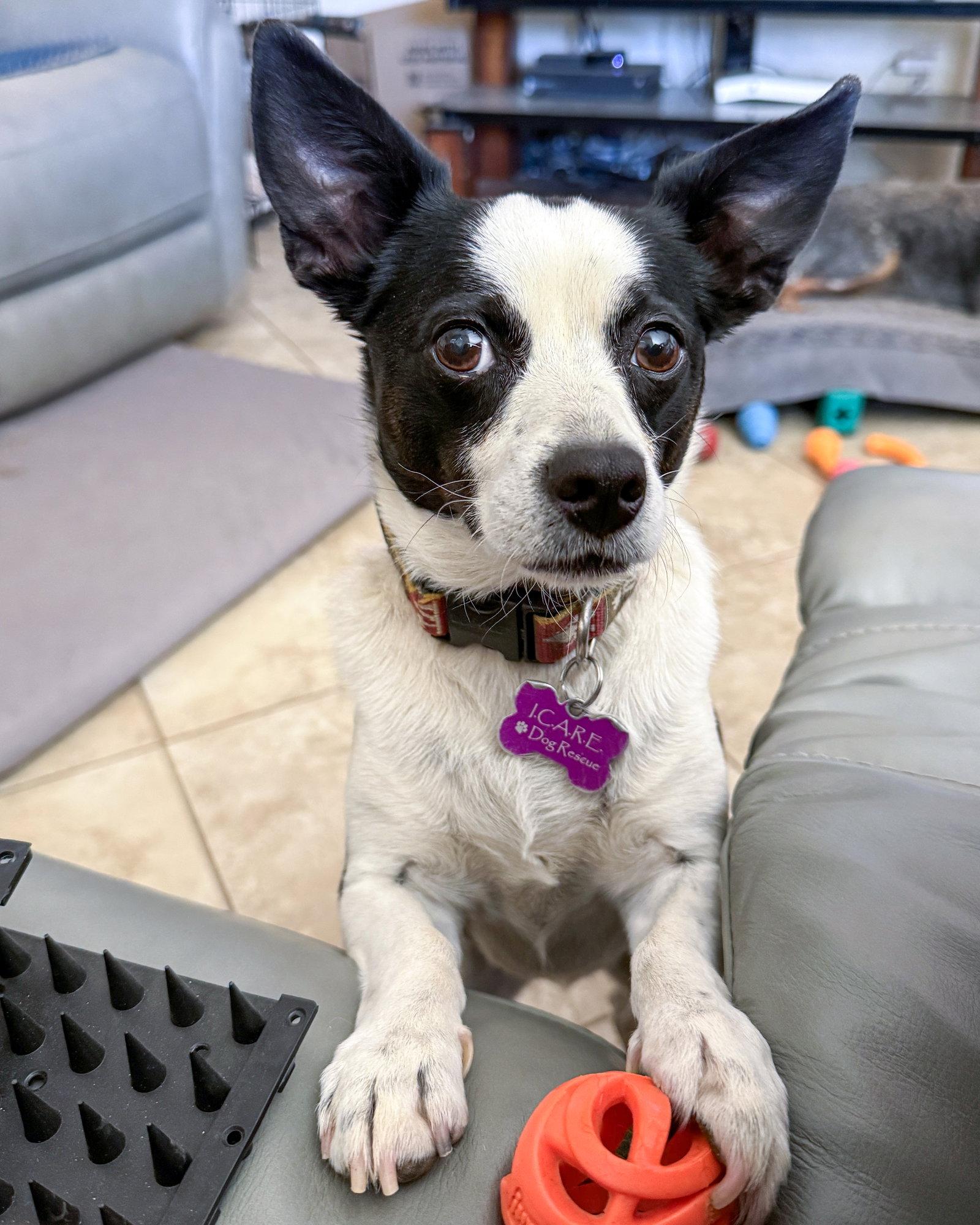 Enlarge Evie, a Adoptable Rat Terrier in Corona, CA image 2/3