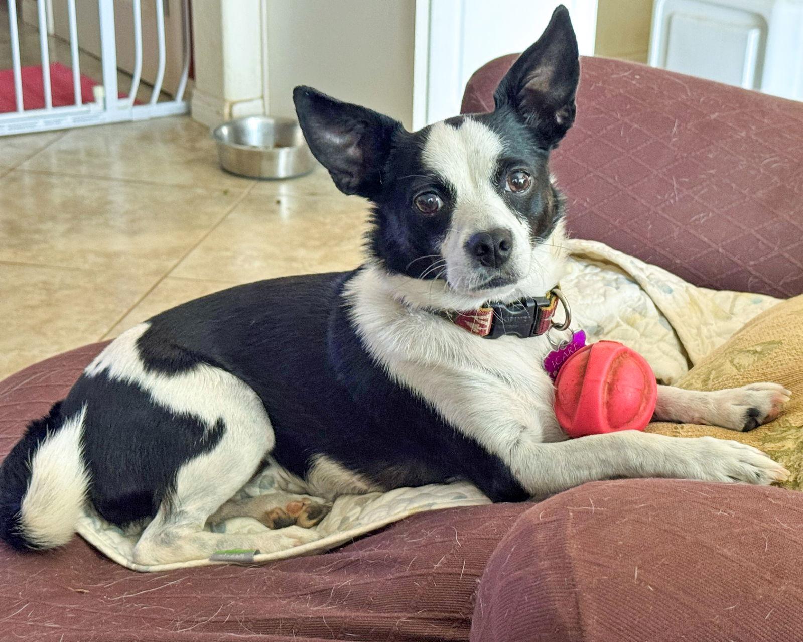 Evie, a Adoptable Rat Terrier in Corona, CA image 3/3
