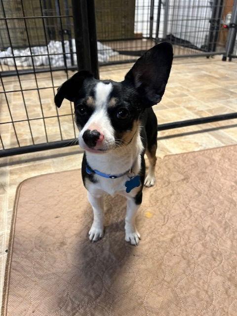 Manny, Adoptable, Young Male Chihuahua.