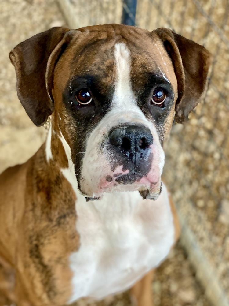 Enlarge Jafari, a Adoptable Boxer in Hewitt, TX image 1/6