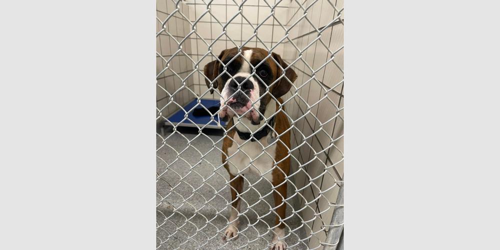 Enlarge Jafari, a Adoptable Boxer in Hewitt, TX image 3/6