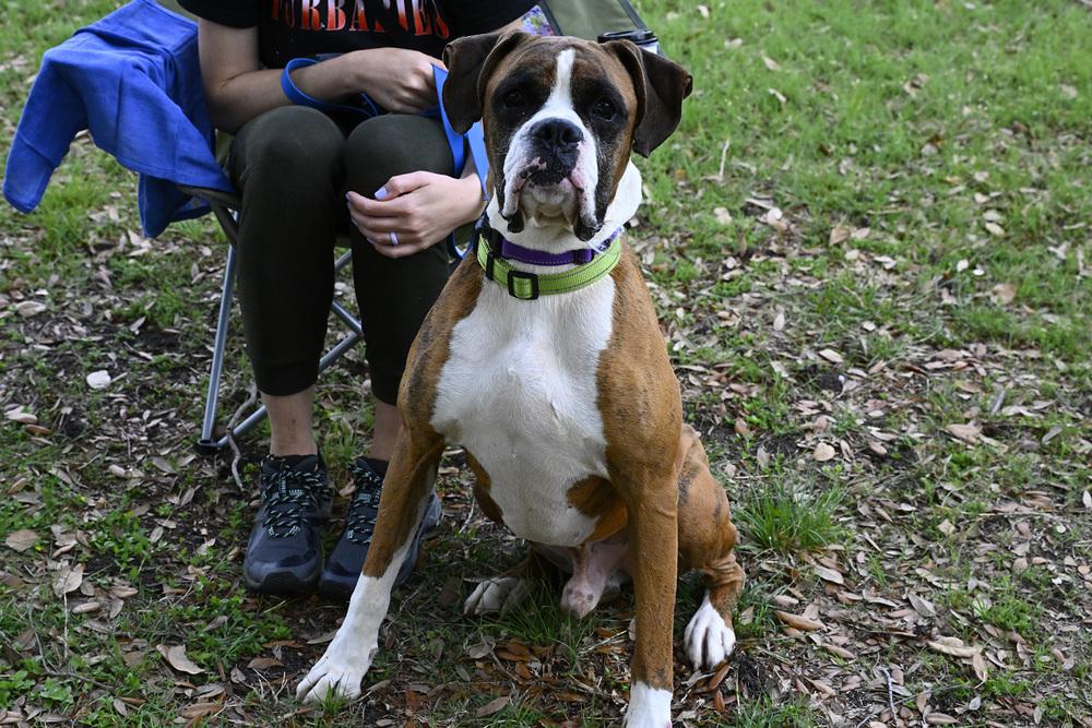 Enlarge Jafari, a Adoptable Boxer in Hewitt, TX image 2/6