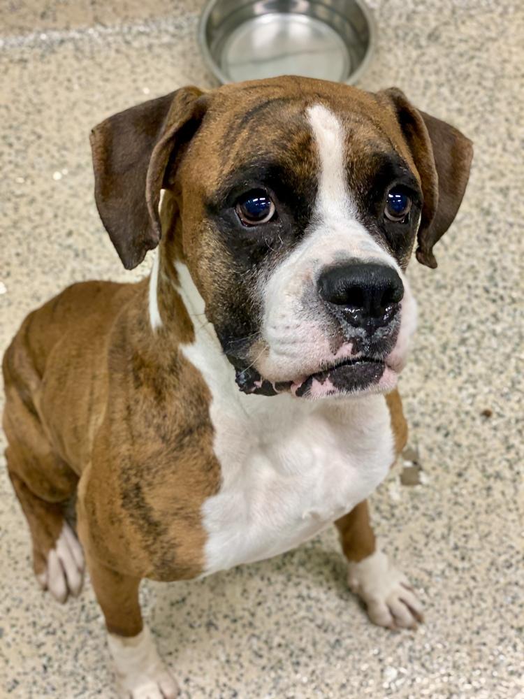 Enlarge Jafari, a Adoptable Boxer in Hewitt, TX image 5/6