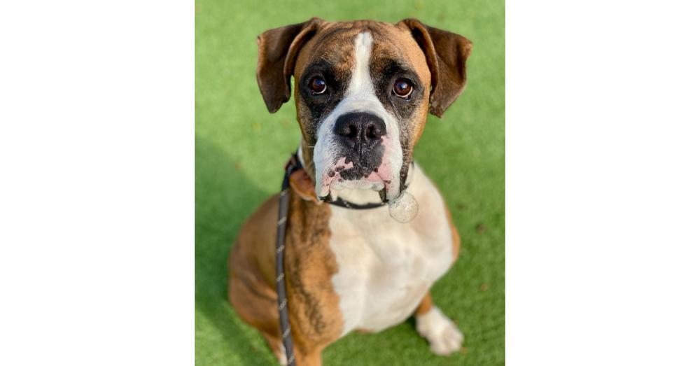 Enlarge Jafari, a Adoptable Boxer in Hewitt, TX image 4/6