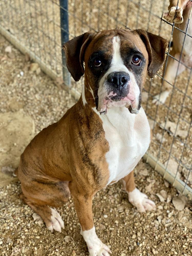 Enlarge Jafari, a Adoptable Boxer in Hewitt, TX image 6/6
