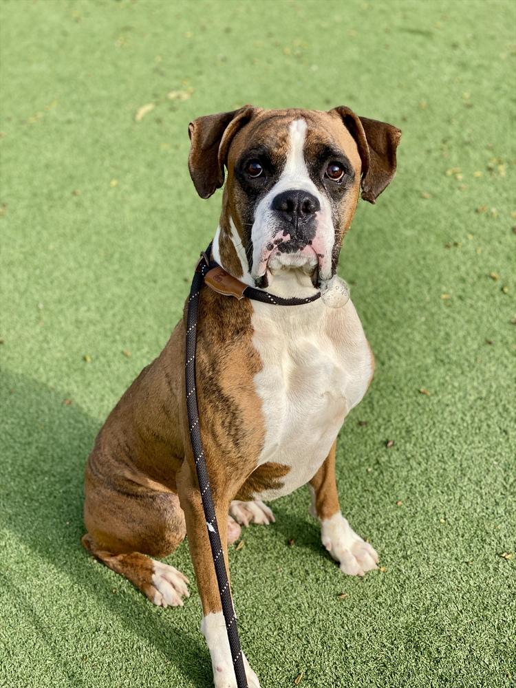Enlarge Jafari, a Adoptable Boxer in Hewitt, TX image 6/6