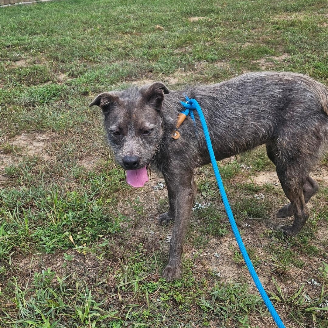 Luna, a Adoptable mixed breed in Willis, TX image 4/6