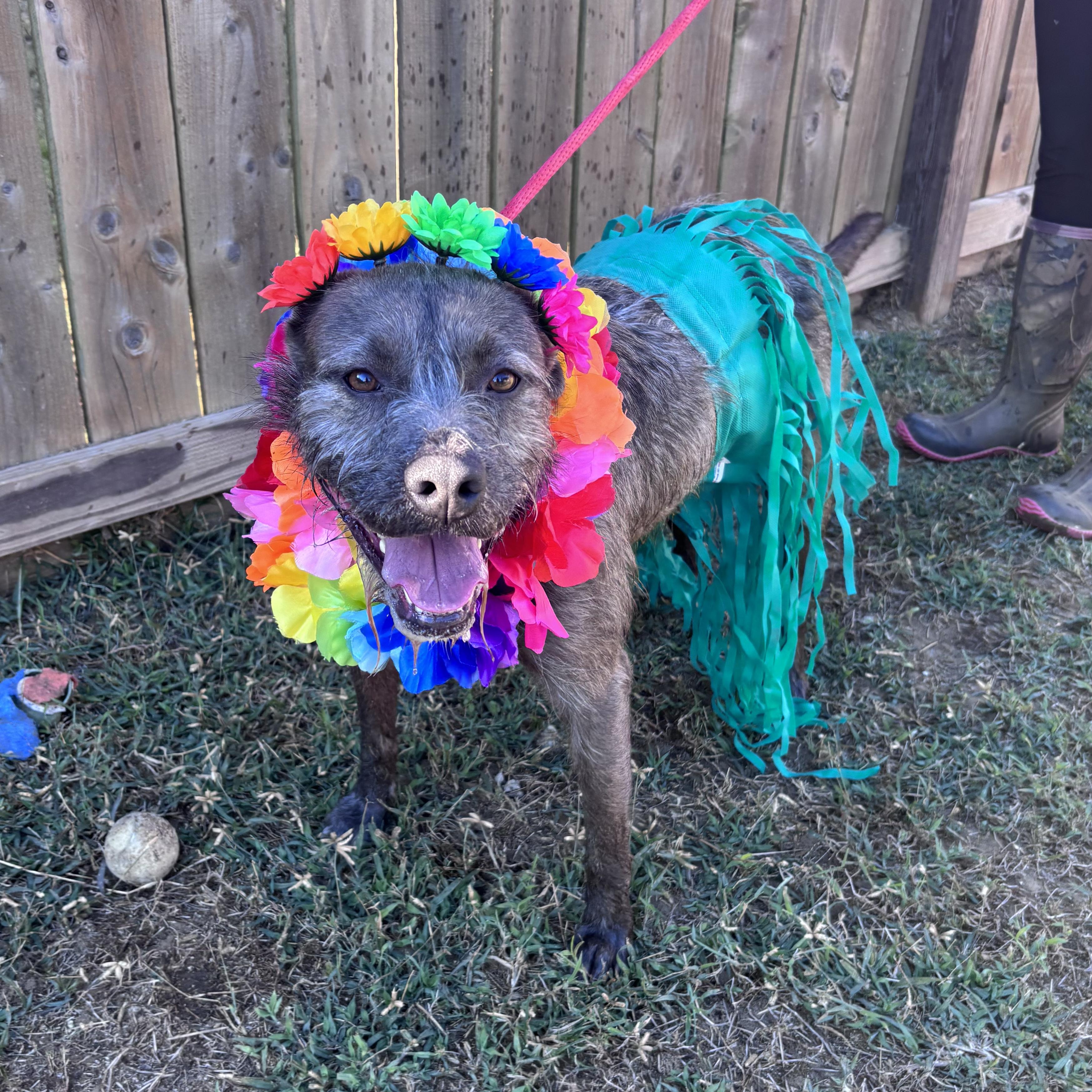 Luna, Adoptable, Adult Female Standard Schnauzer & Glen of Imaal Terrier.