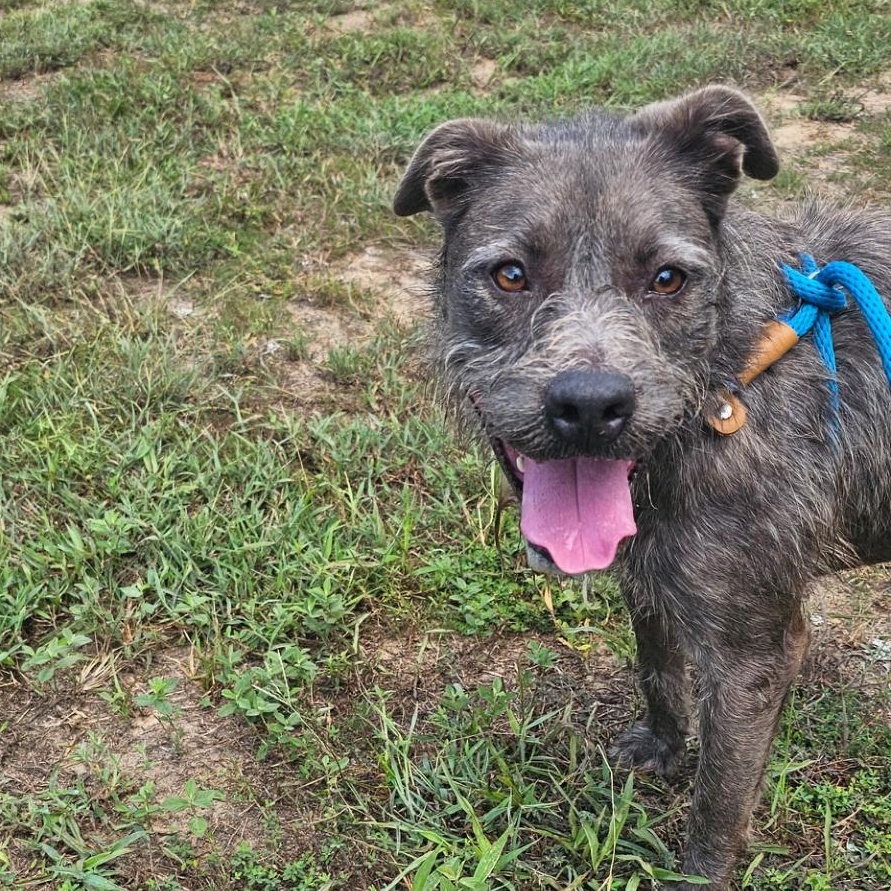 Luna, Adoptable, Adult Female Standard Schnauzer & Glen of Imaal Terrier.