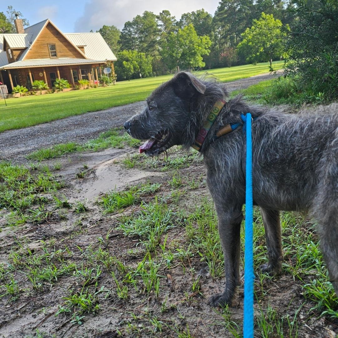 Luna, a Adoptable mixed breed in Willis, TX image 6/6