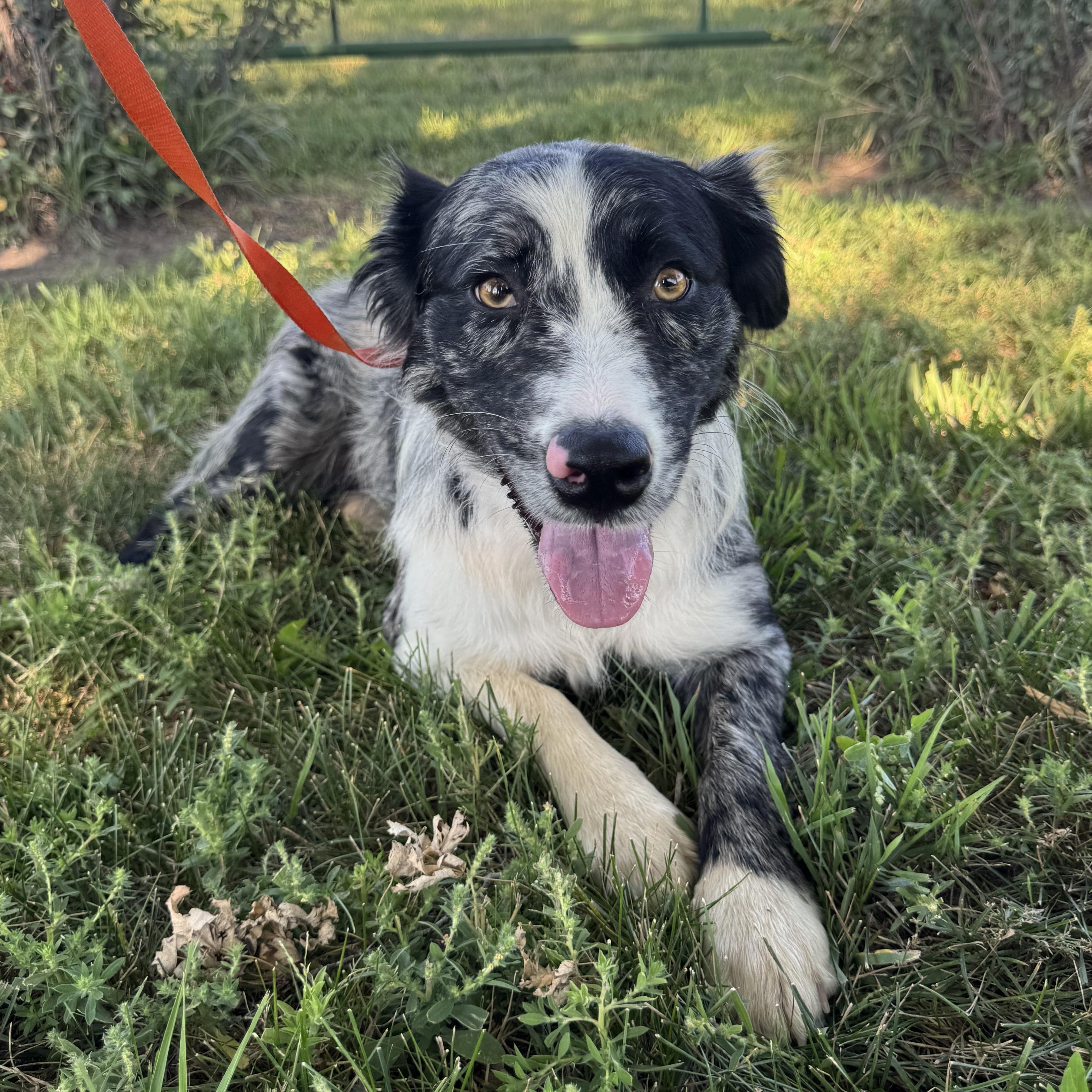 Enlarge Dolly, an adopted mixed breed in Lexington, NE image 1/1