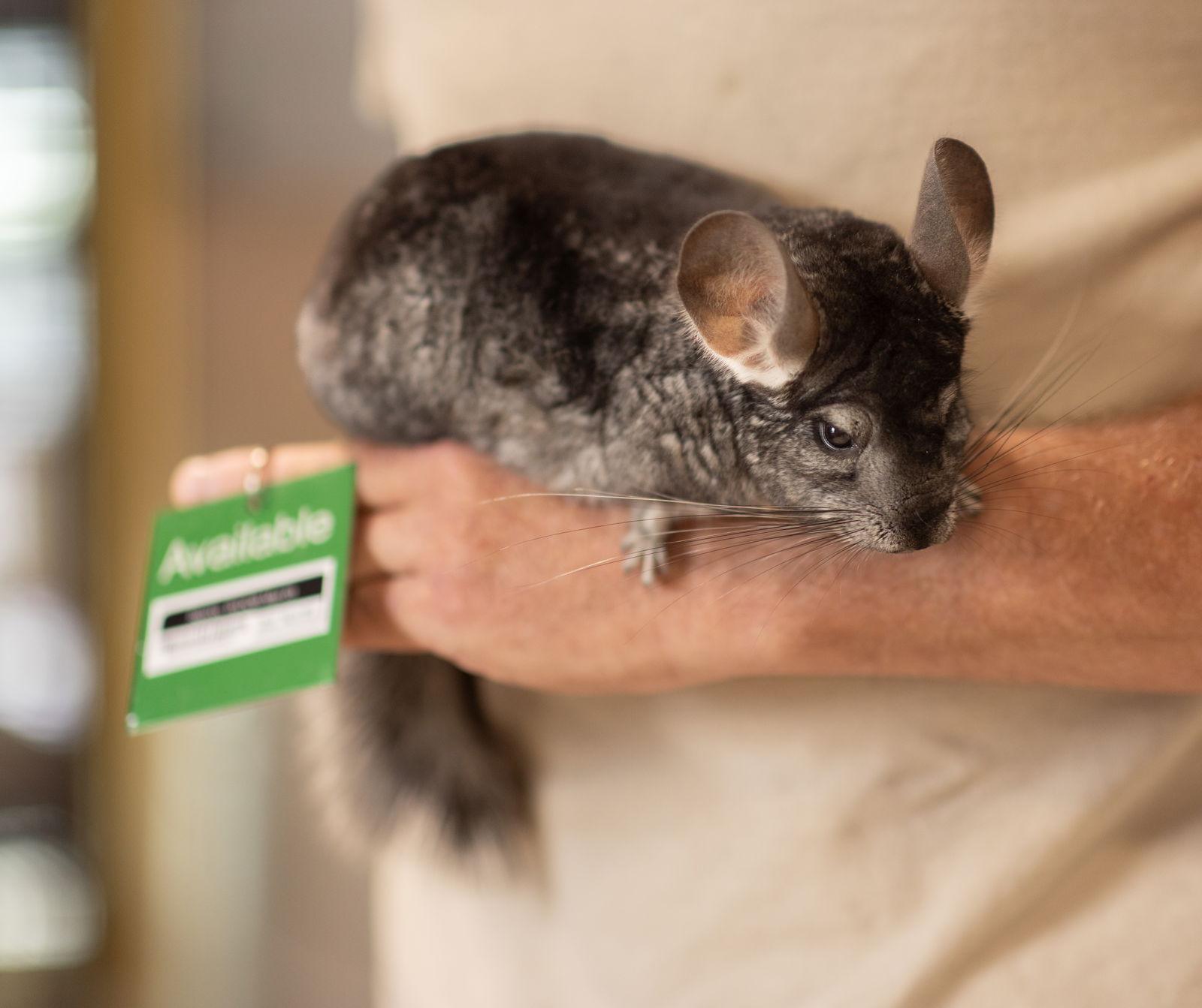 Sparks, Adoptable, Young Male Chinchilla.