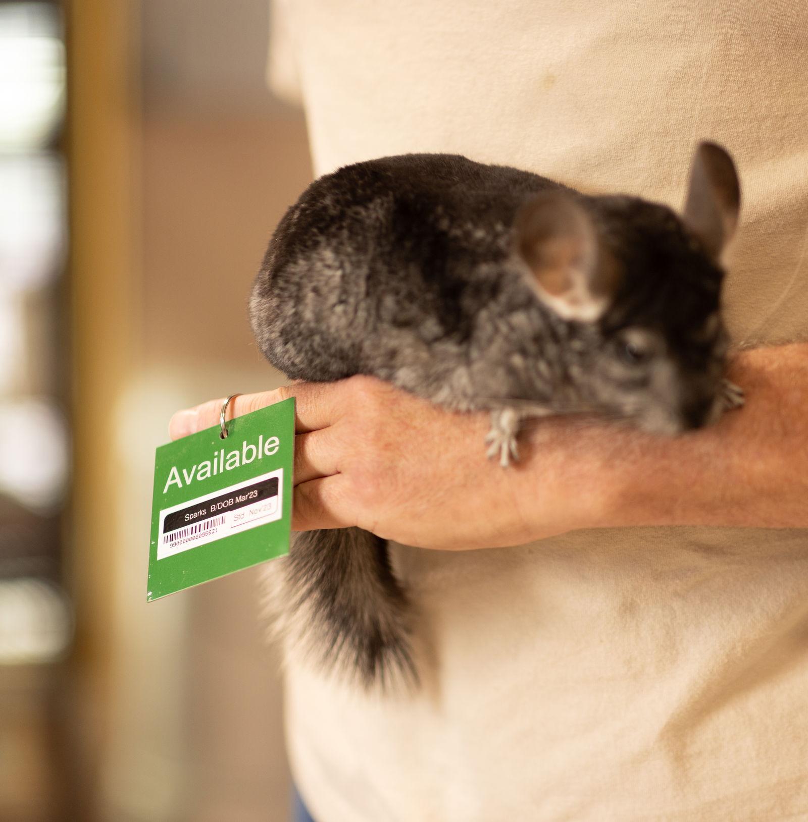Enlarge Sparks, a Adoptable Chinchilla in Sunnyvale, CA image 3/3