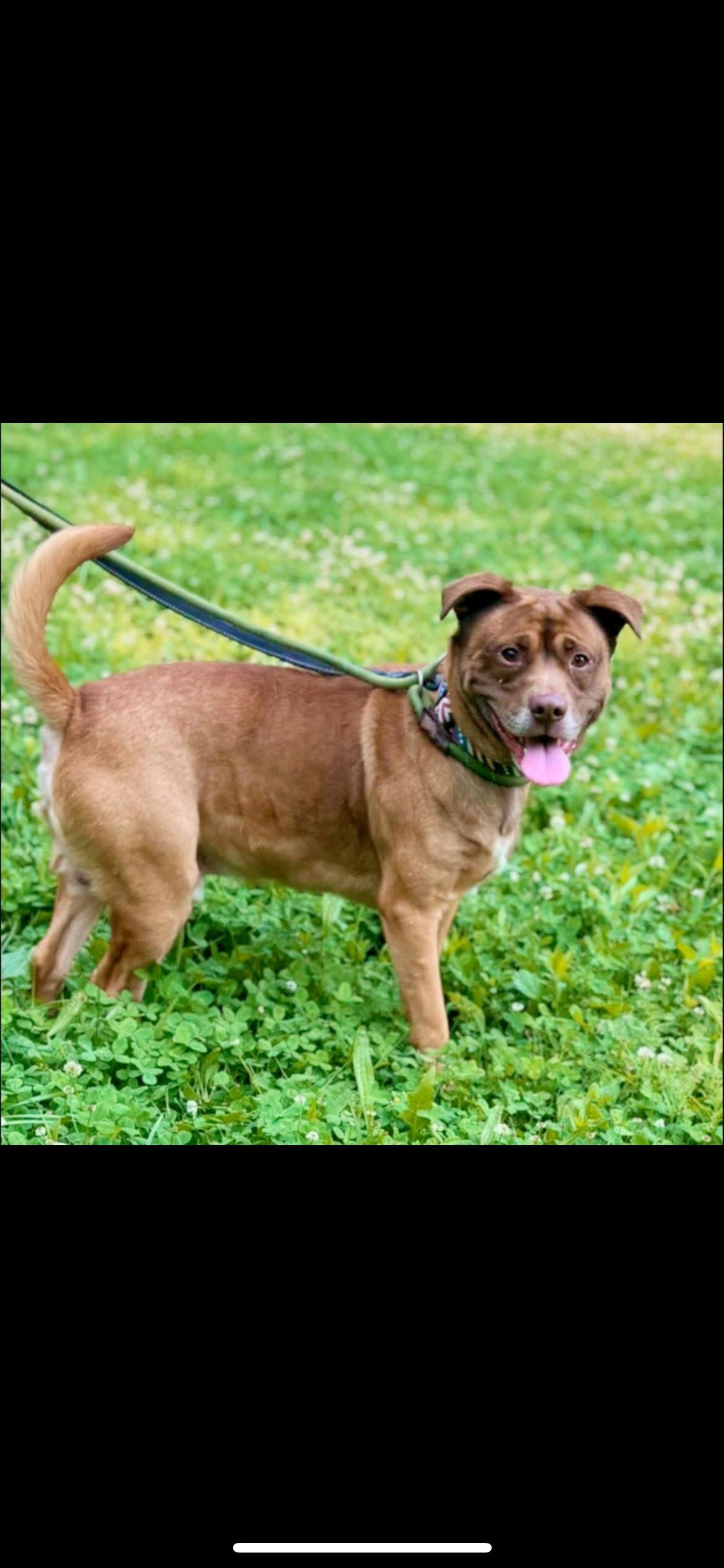 Webster, Adult Male Terrier