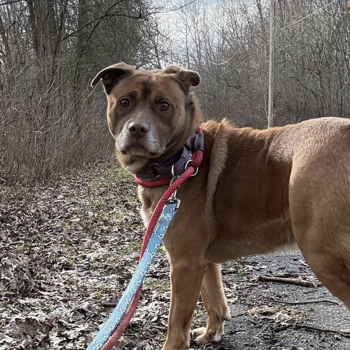 Webster, Adoptable, Adult Male Terrier.