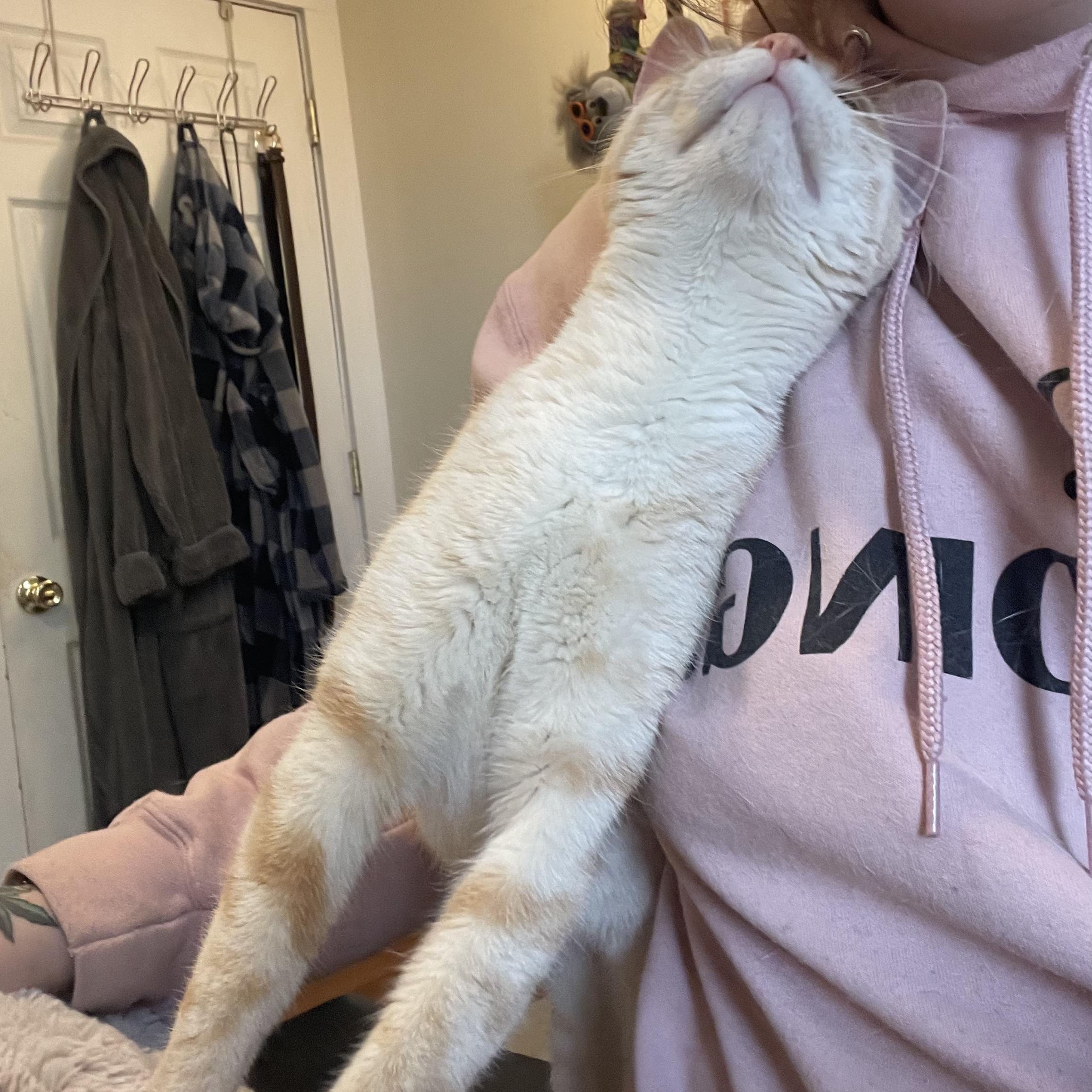 Enlarge Lemon Drop, an adopted Domestic Short Hair in Scranton, PA image 3/6
