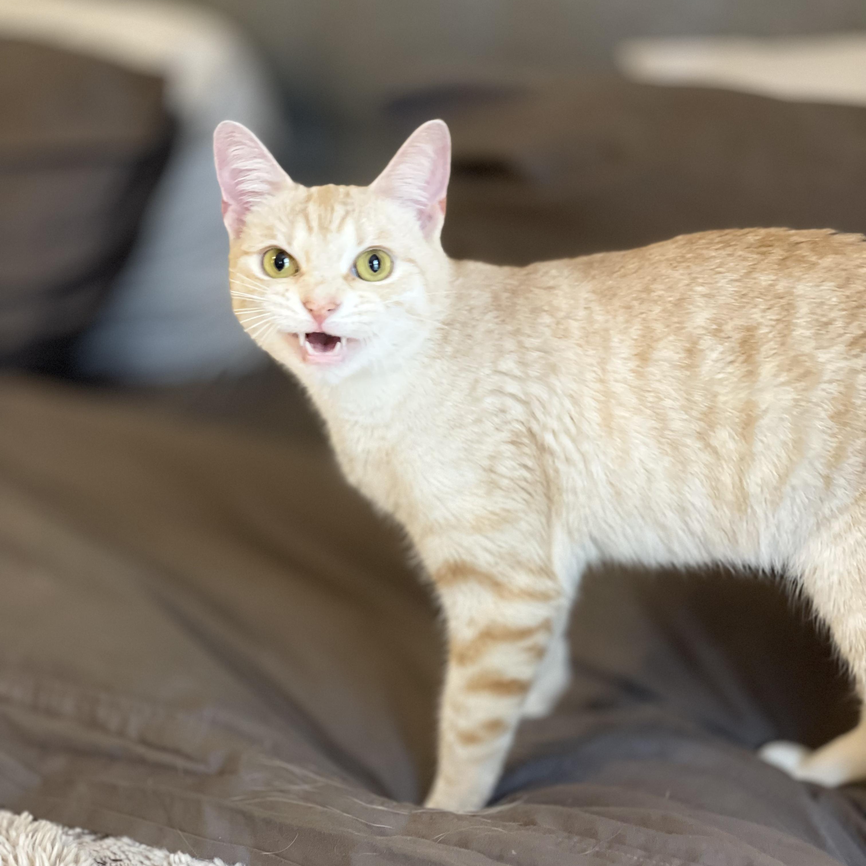 Enlarge Lemon Drop, an adopted Domestic Short Hair in Scranton, PA image 2/6