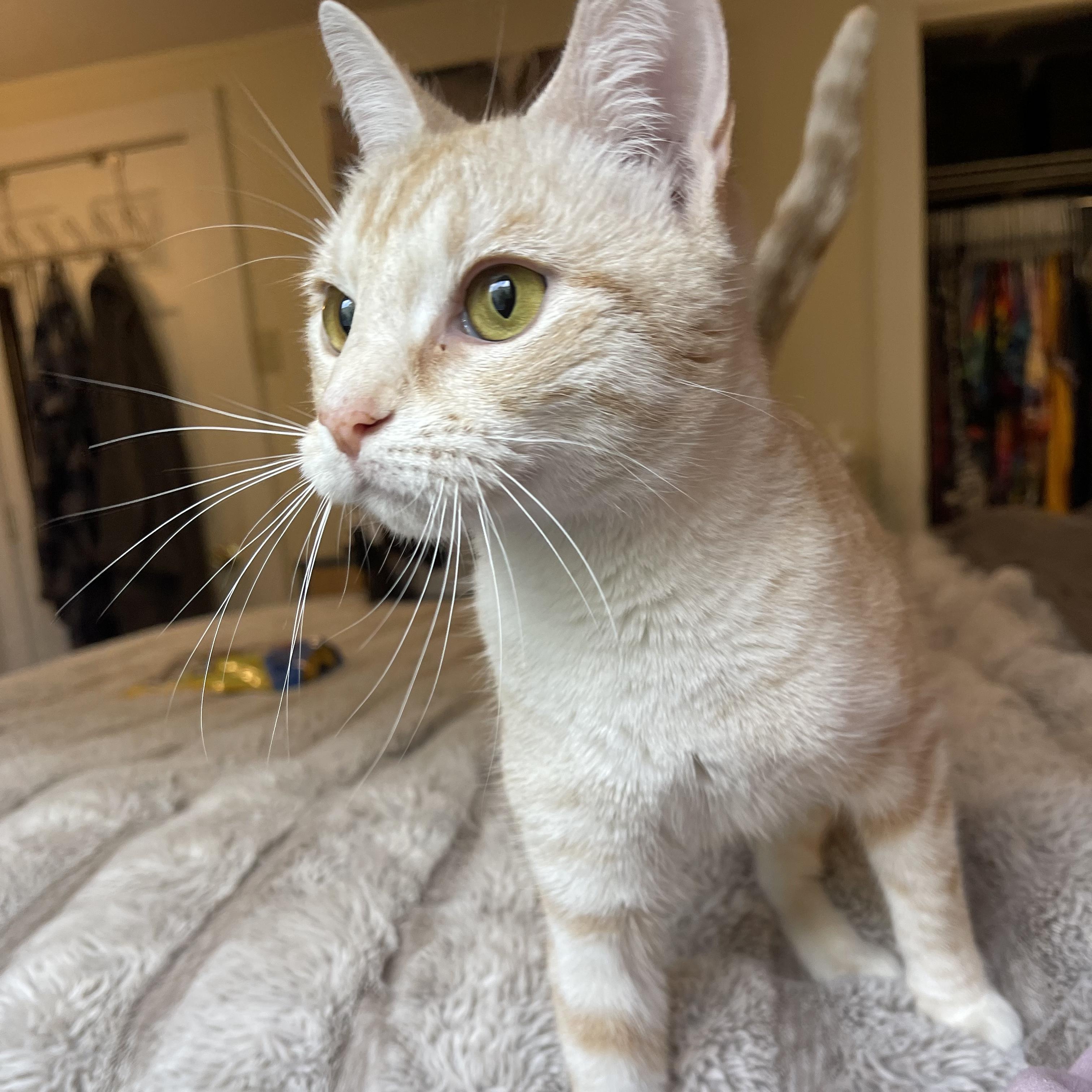 Enlarge Lemon Drop, an adopted Domestic Short Hair in Scranton, PA image 5/6
