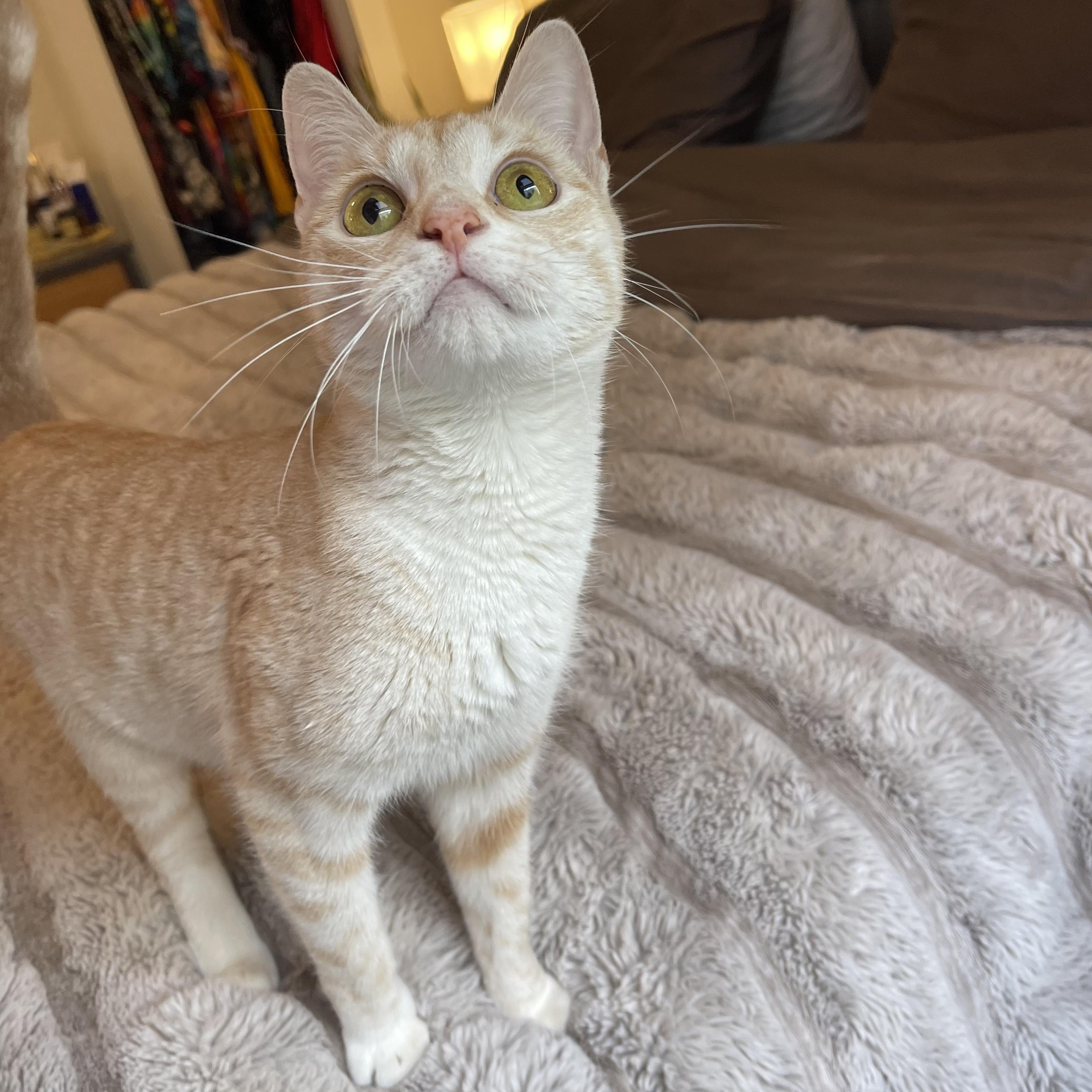 Lemon Drop, adopted, Young Female Domestic Short Hair.