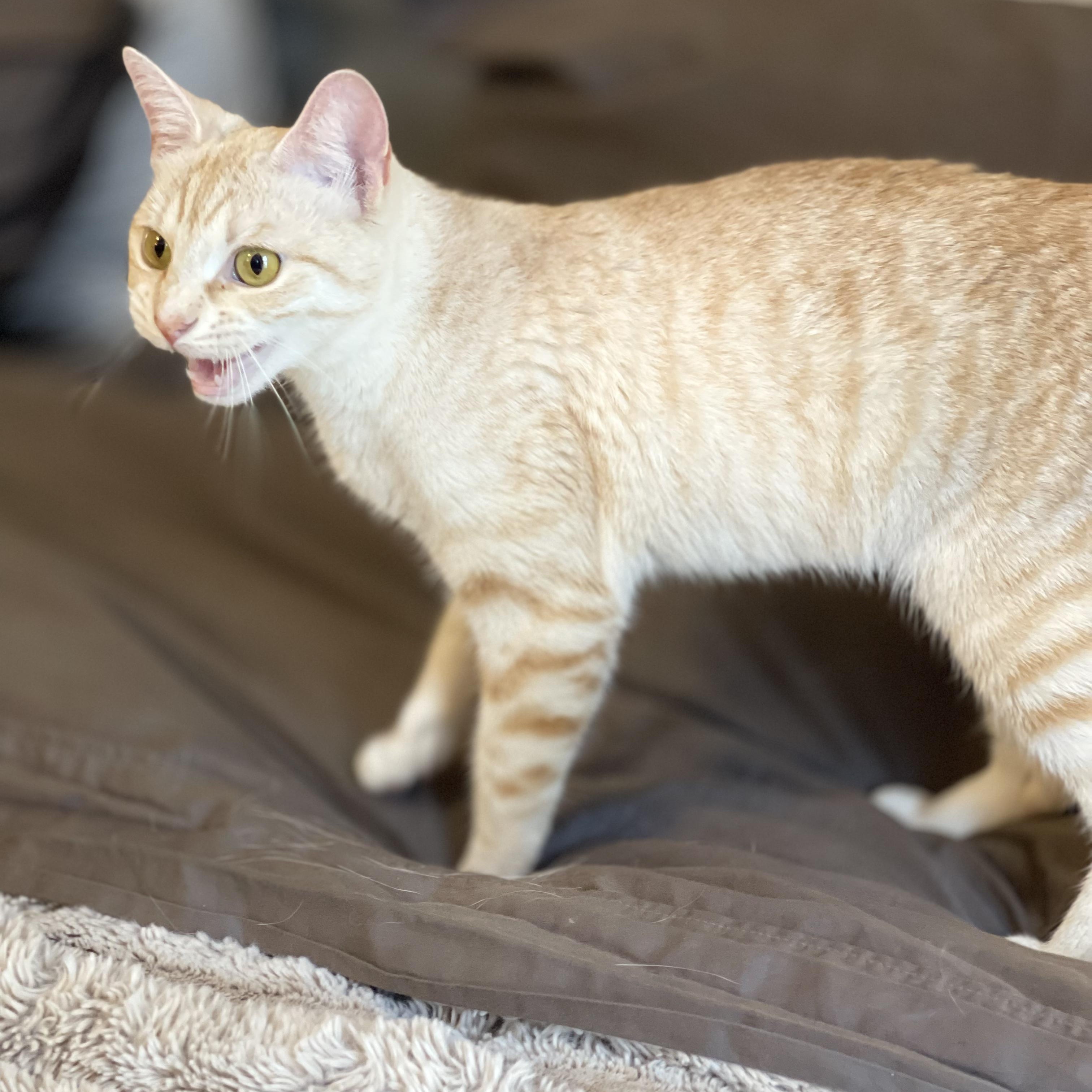 Enlarge Lemon Drop, an adopted Domestic Short Hair in Scranton, PA image 4/6
