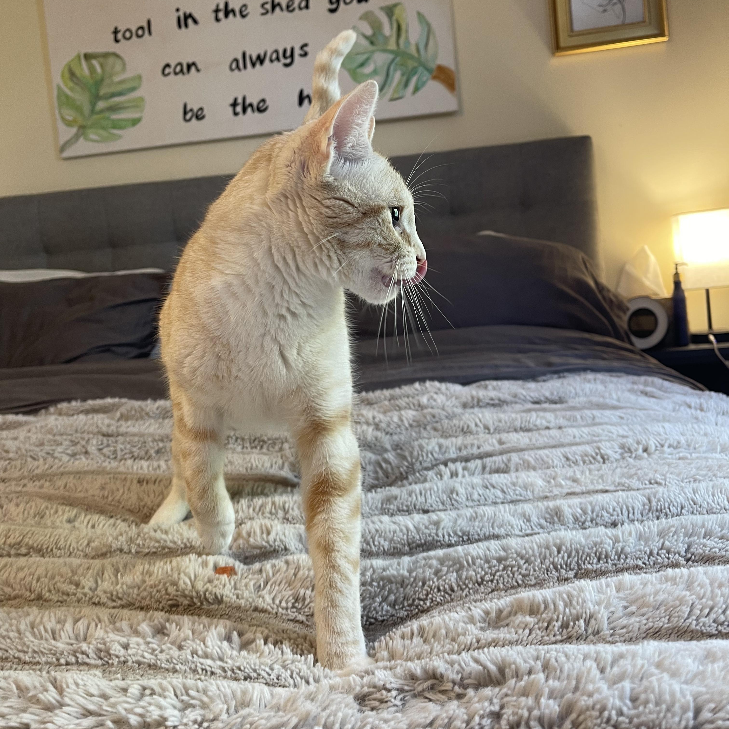 Enlarge Lemon Drop, an adopted Domestic Short Hair in Scranton, PA image 6/6