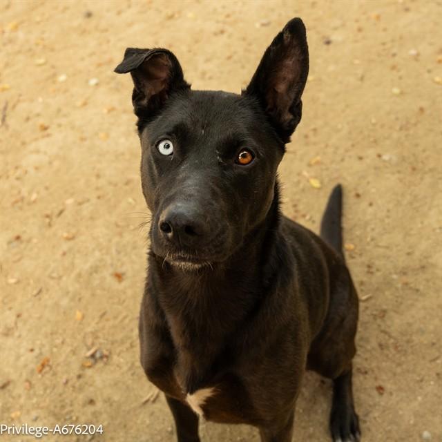 Enlarge PRIVILEGE, a Adoptable mixed breed in Sacramento, CA image 1/1