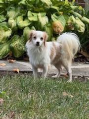 Enlarge Nolan, a Adoptable mixed breed in Ellicott City, MD image 3/6