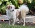 Enlarge Nolan, a Adoptable mixed breed in Ellicott City, MD image 4/6