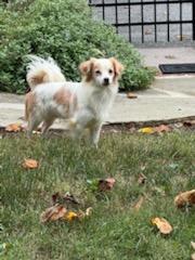 Enlarge Nolan, a Adoptable mixed breed in Ellicott City, MD image 5/6