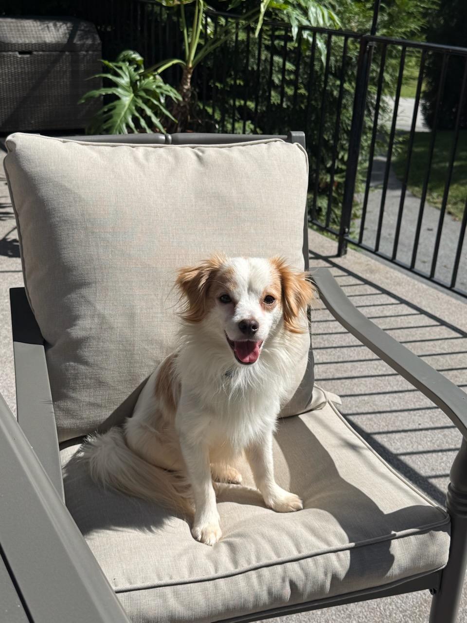 Enlarge Nolan, a Adoptable mixed breed in Ellicott City, MD image 6/6