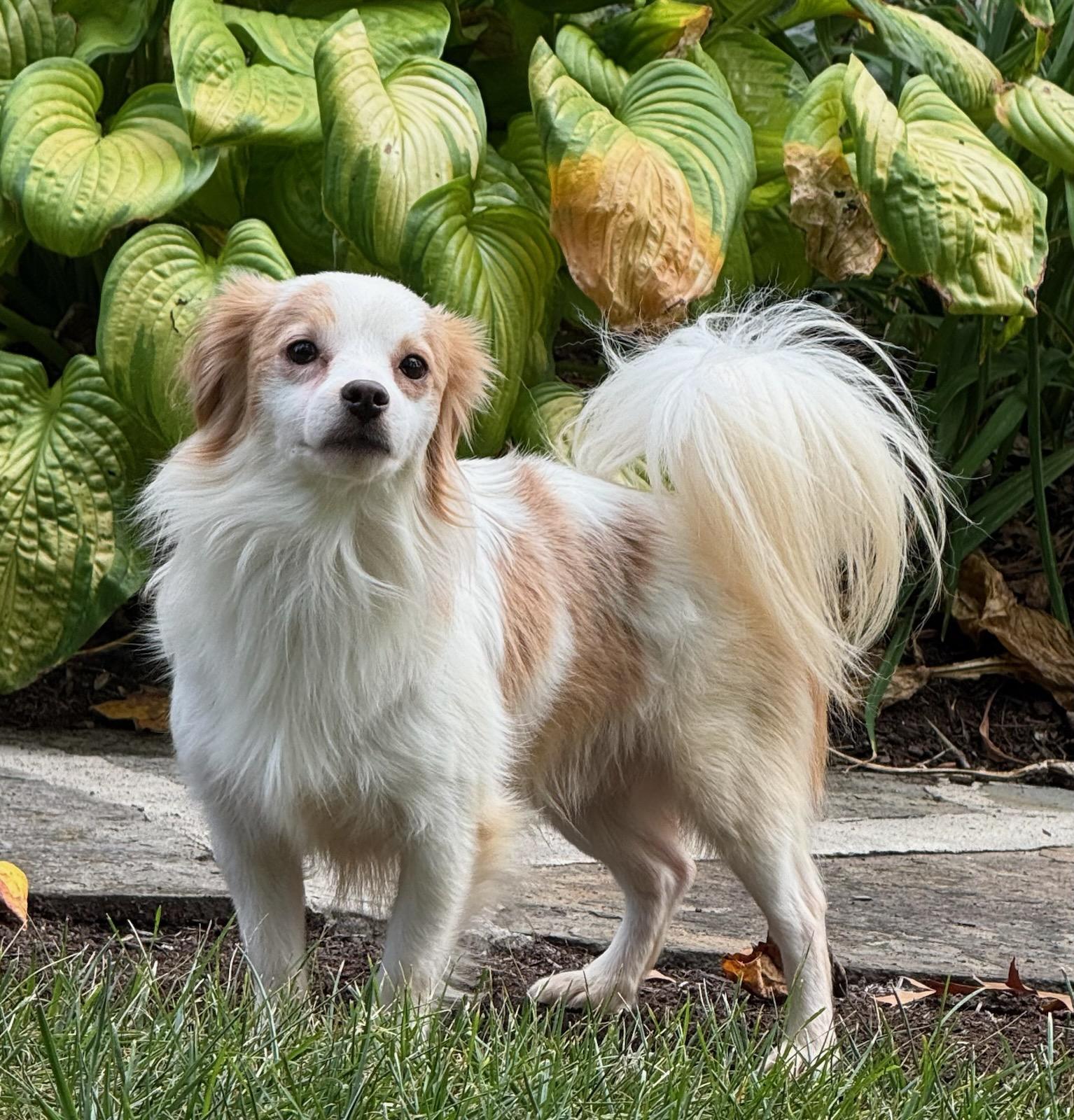 Nolan, Adoptable, Young Male Papillon & Mixed Breed.