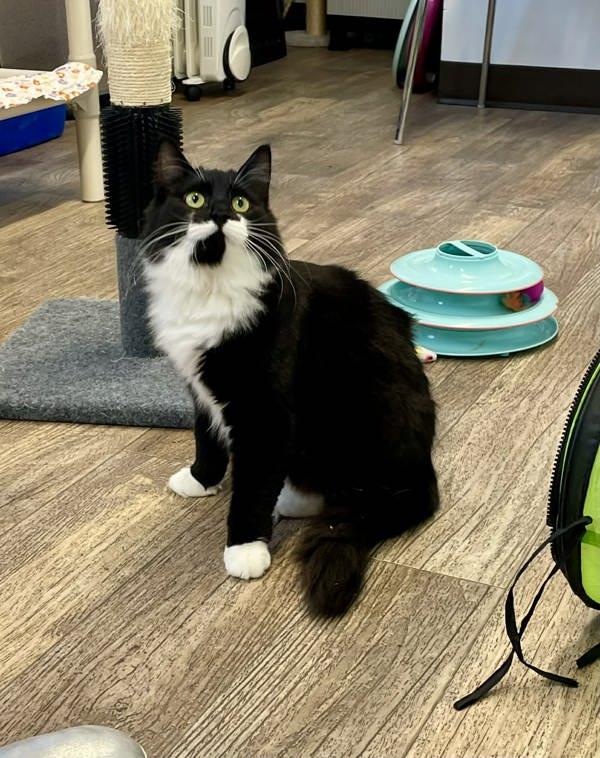 Lexus, Adoptable, Young Female Domestic Medium Hair.