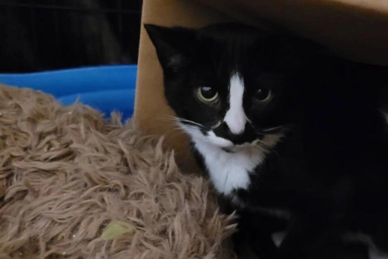 Frances, ADOPTABLE, Young Female Domestic Short Hair.