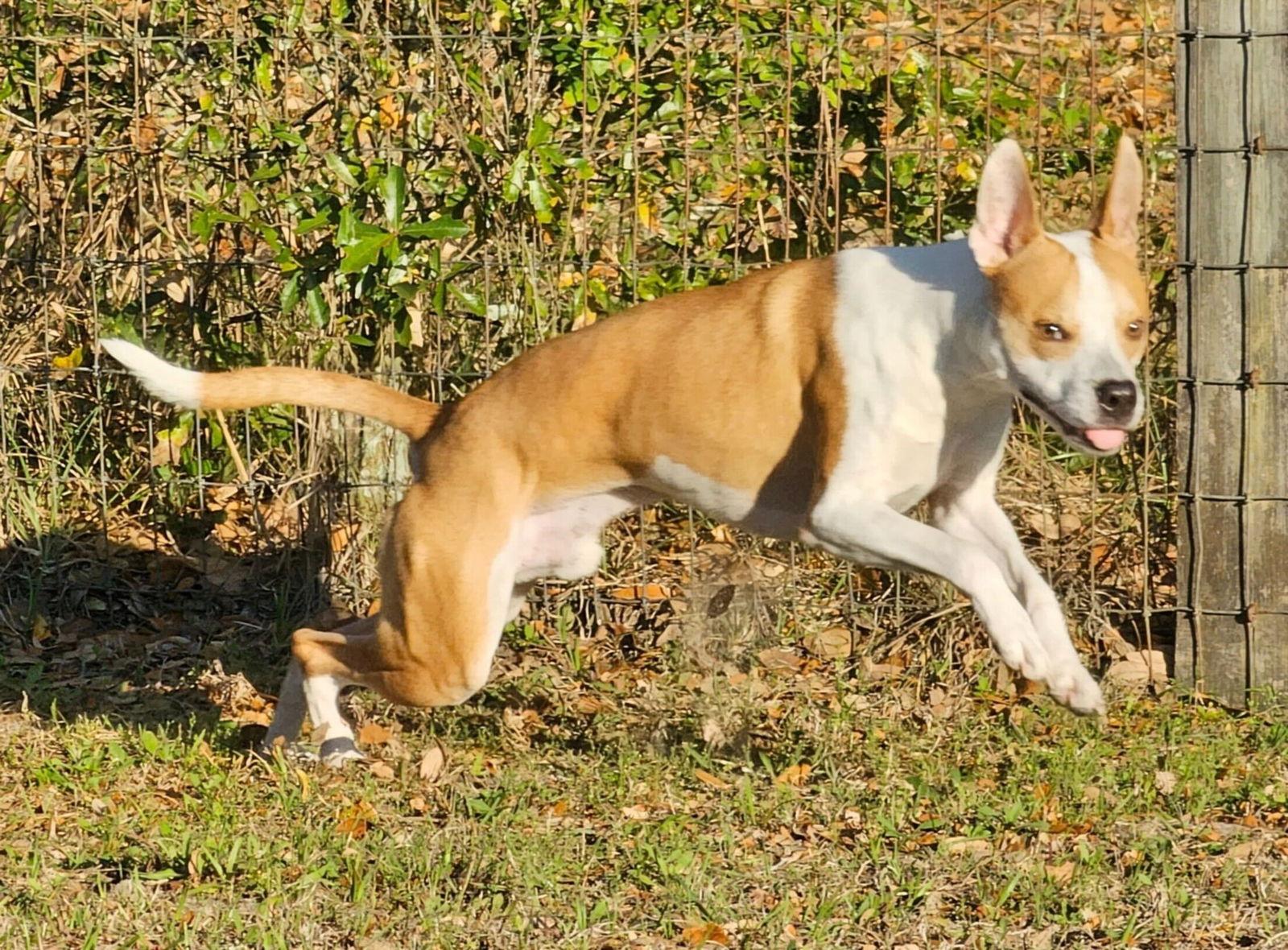 JR, a Adopted Mixed Breed in Gainesville, FL image 1/3