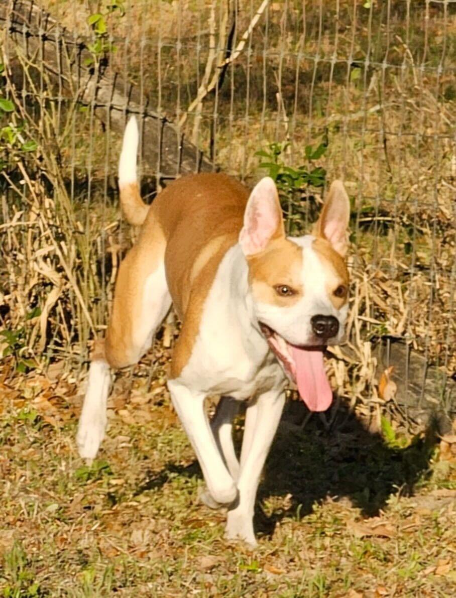 JR, a Adopted Mixed Breed in Gainesville, FL image 2/3