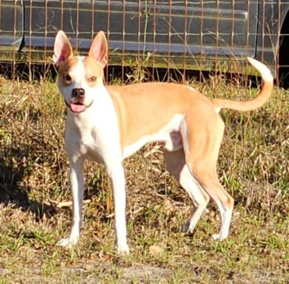 JR, a Adopted Mixed Breed in Gainesville, FL image 3/3