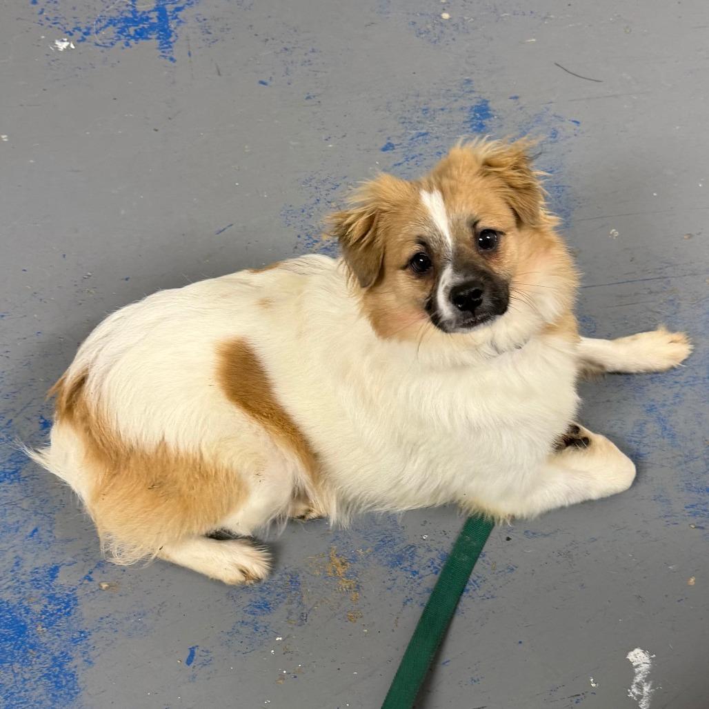 D26-056 Squirt, Adoptable, Young Male Pomeranian & Mixed Breed.