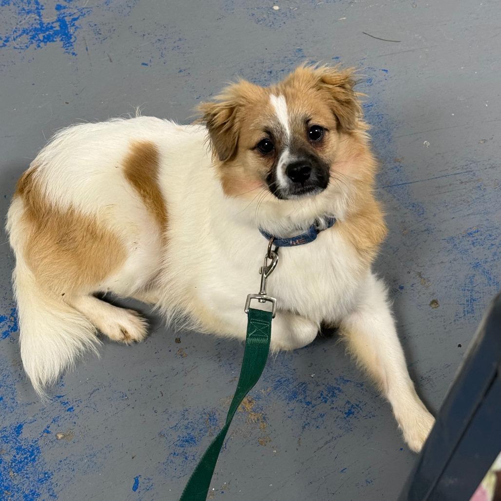 Enlarge D26-056 Squirt, a Adoptable mixed breed in Franklin, PA image 2/4
