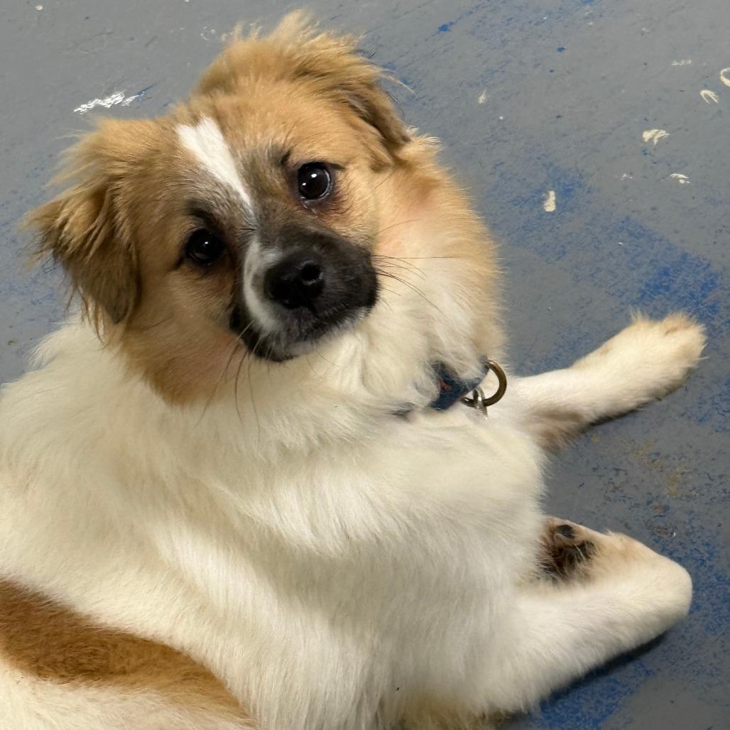 Enlarge D26-056 Squirt, a Adoptable mixed breed in Franklin, PA image 3/4