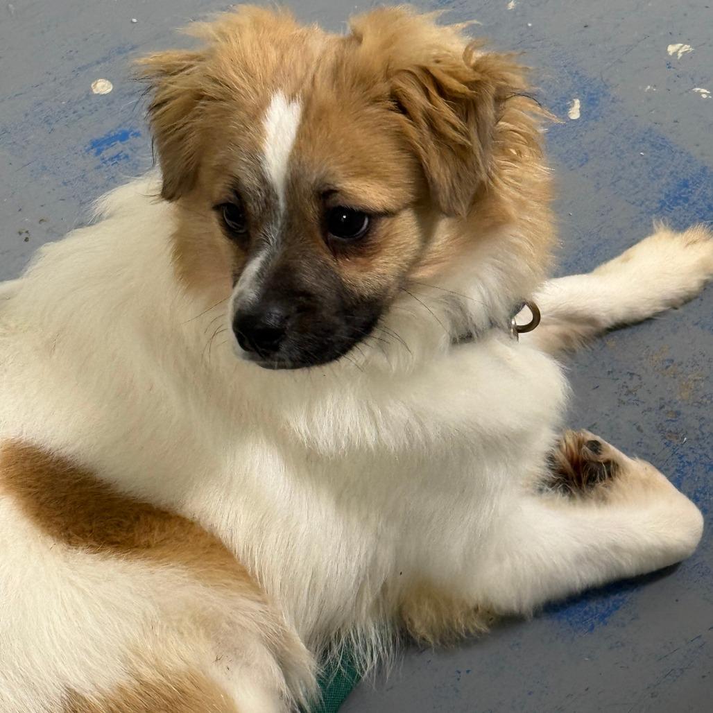 Enlarge D26-056 Squirt, a Adoptable mixed breed in Franklin, PA image 4/4