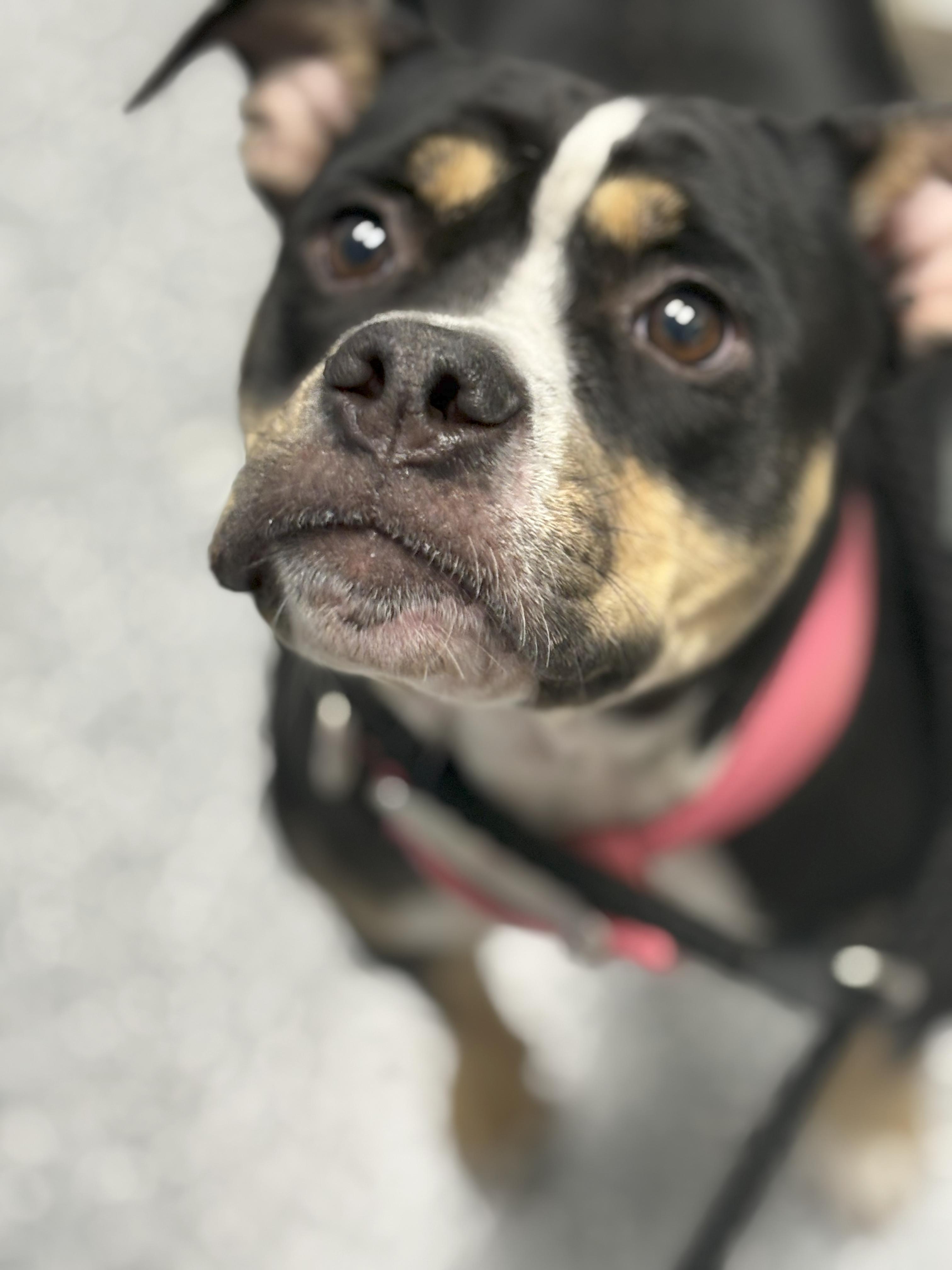 Ramona