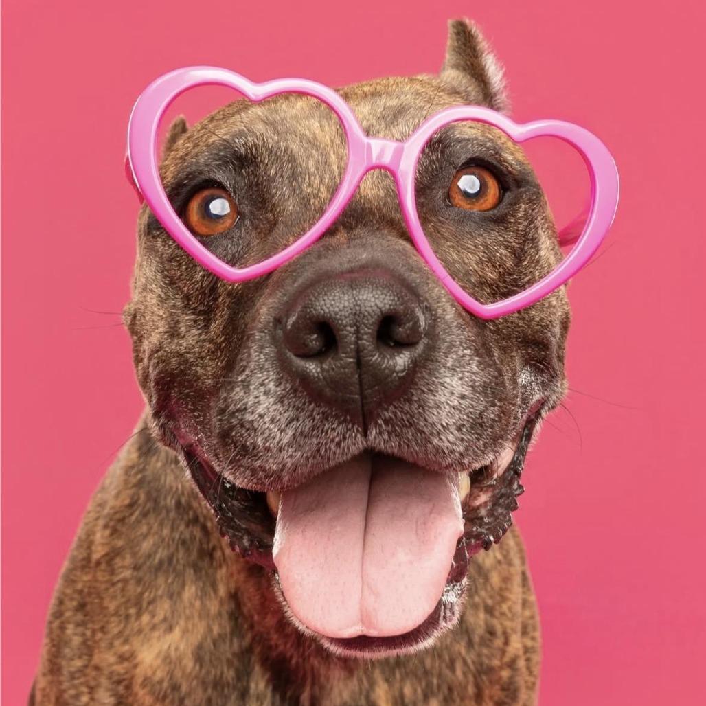 Enlarge Sweetie, a Adoptable mixed breed in Los Angeles, CA image 1/6