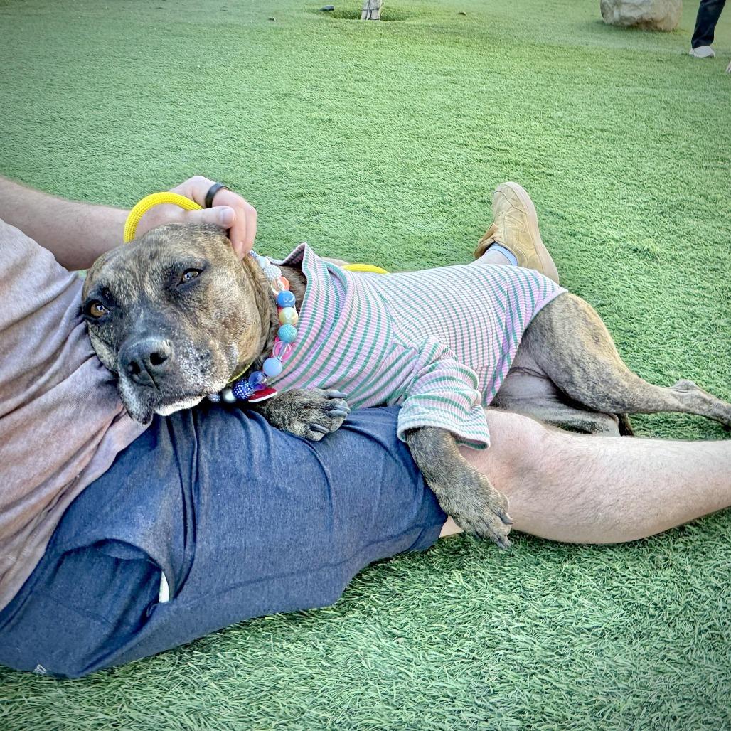 Enlarge Sweetie, a Adoptable mixed breed in Los Angeles, CA image 2/6