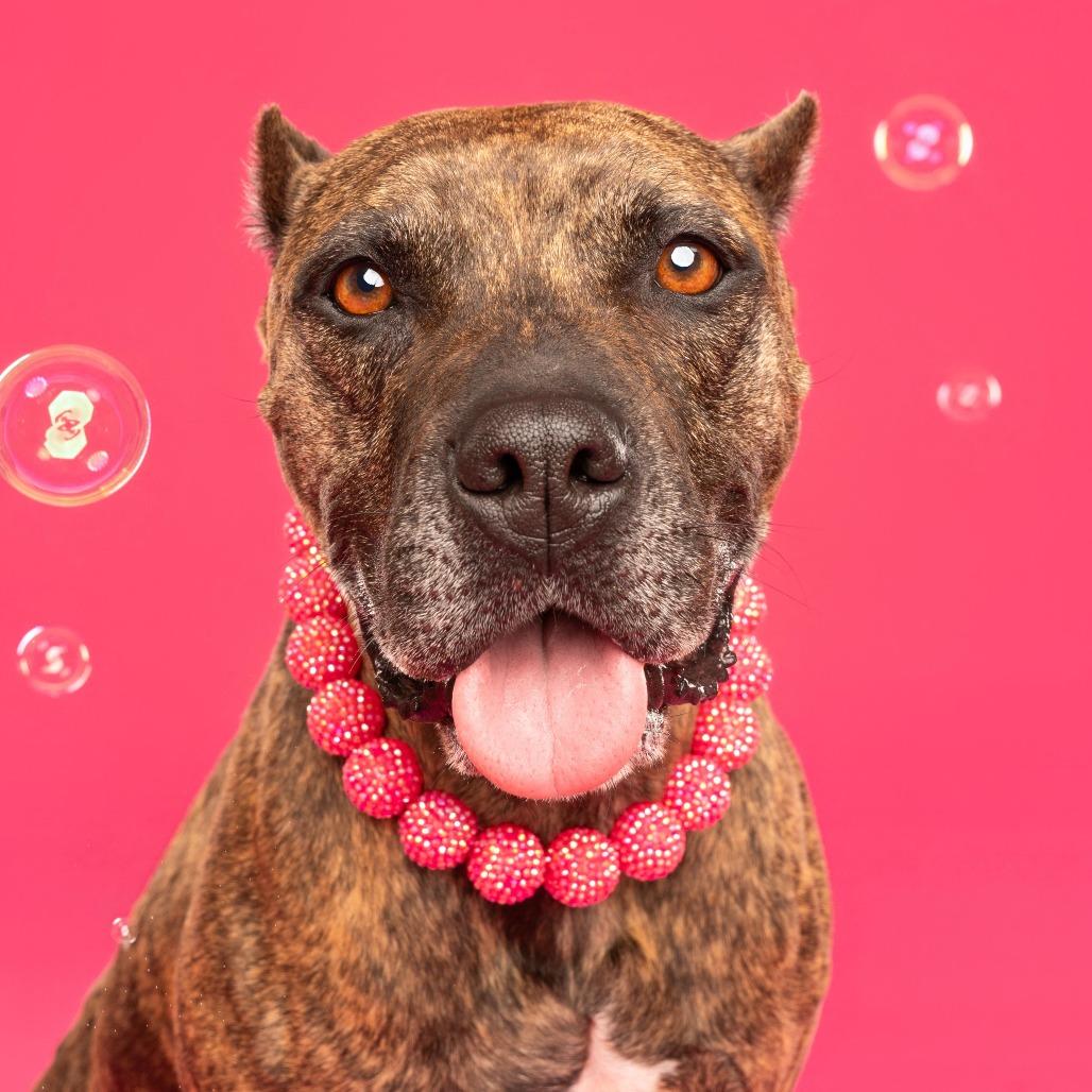 Enlarge Sweetie, a Adoptable mixed breed in Los Angeles, CA image 3/6