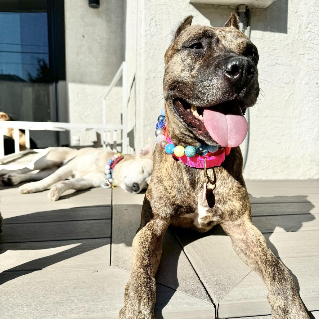 Enlarge Sweetie, a Adoptable mixed breed in Los Angeles, CA image 2/6