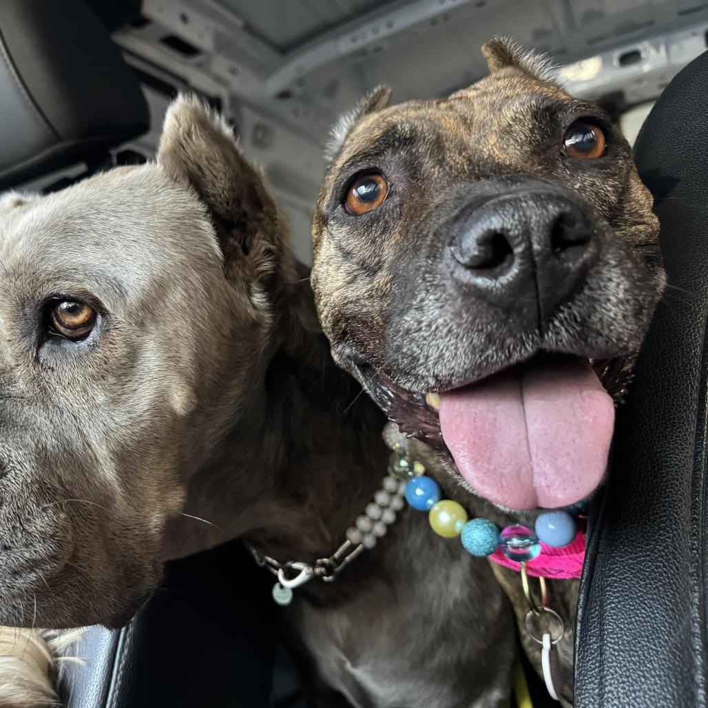 Enlarge Sweetie, a Adoptable mixed breed in Los Angeles, CA image 3/6